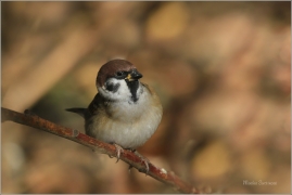 <p>VRABEC POLNÍ (Passer montanus) /Eurasian tree sparrow -Feldsperling/</p>